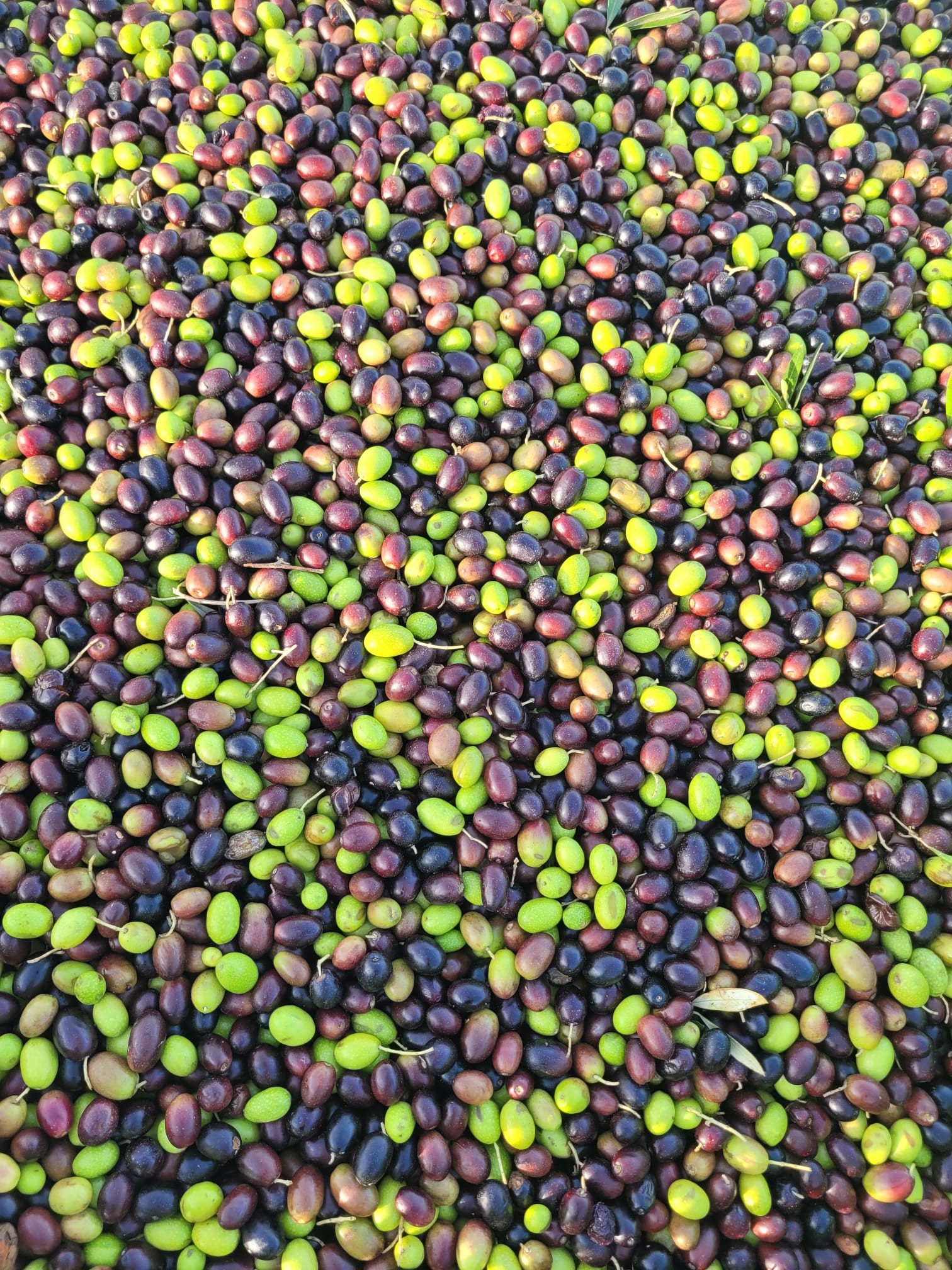 Olive raccolte